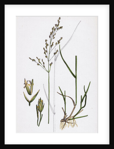 Poa Nemoralis Var. Parnellii Wood Meadow-Grass Var. E. by Anonymous
