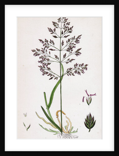 Poa Pratensis Var. Genuina Smooth Meadow-Grass Var. A. by Anonymous