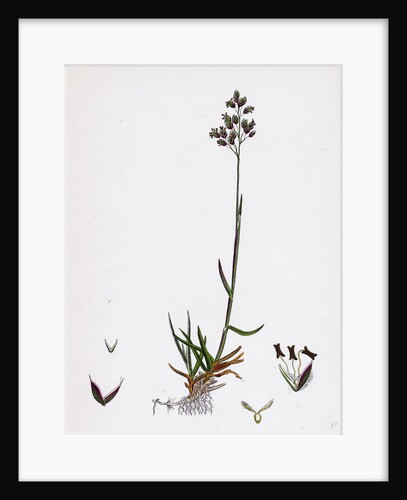 Poa Pratensis Var. Subcaerulea Smooth Meadow-Grass Var. Y. by Anonymous