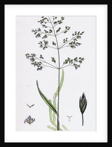 Poa Trivialis Rough Meadow-Grass by Anonymous