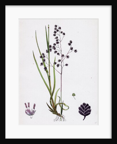 Briza Media Common Quaking-Grass by Anonymous