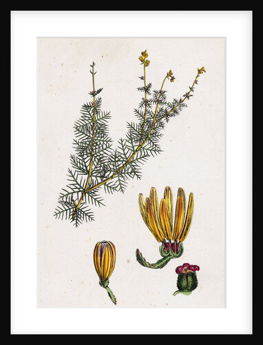 Myriophyllum Alterniflorum Alternate-Flowered Water-Milfoil by Anonymous