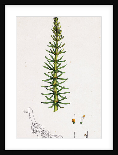 Hippuris Vulgaris Common Mare's-Tail by Anonymous