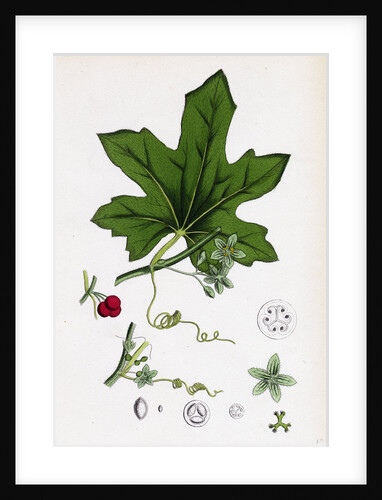 Bryonia Dioica Red-Berried Bryony by Anonymous