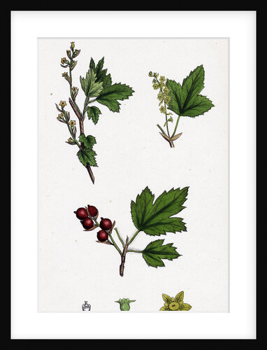 Ribes Alpinum Tasteless Mountain Currant by Anonymous