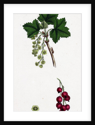 Ribes Rubrum Var. Sativum Red Currant by Anonymous