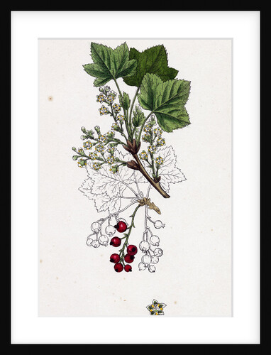 Ribes Rubrum Var. Smithianum Red Currant Var. Y. by Anonymous