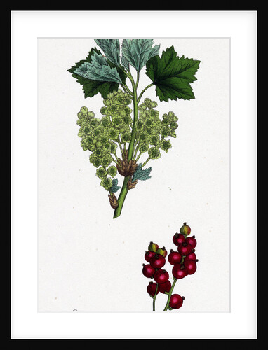 Ribes Rubrum Var. Spicatum Red Currant Var. D. by Anonymous