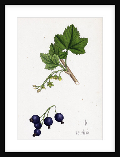 Ribes Nigrum Black Currant by Anonymous
