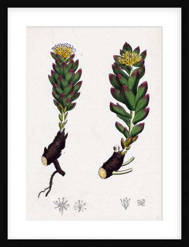 Sedum Rhodiola Rose-Root by Anonymous