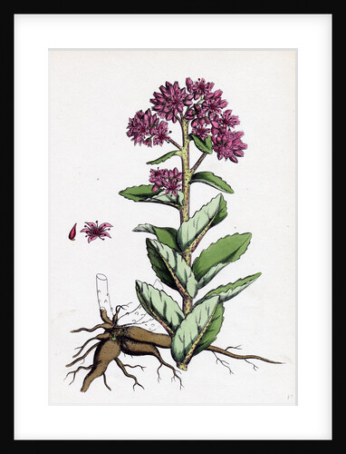 Sedum Purpurascens Broad-Leaved Orpine by Anonymous