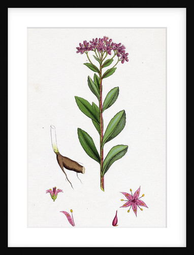 Sedum Fabaria Narrow-Leaved Orpine by Anonymous