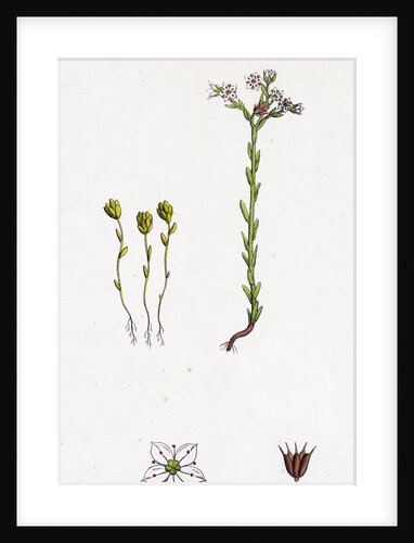 Sedum Villosum Hairy Stone-Crop by Anonymous