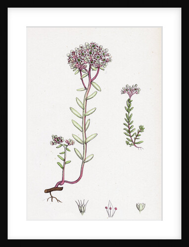 Sedum Eu-Album Sedum Album and Sedum Micranthum White Stone-Crop by Anonymous