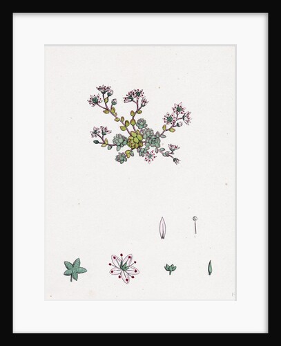 Sedum Dasyphyllum Thick-Leaved Stone-Crop by Anonymous