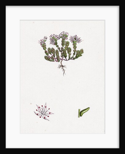 Sedum Anglicum English Stone-Crop- by Anonymous