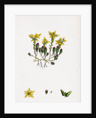 Sedum Acre Biting Stone-Crop by Anonymous