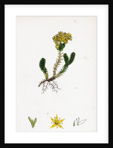 Sedum Sexangulare Insipid Stone-Crop by Anonymous