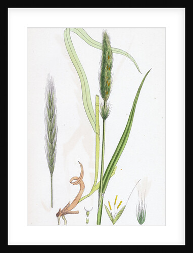 Hordeum Sylvaticum Wood Barley by Anonymous