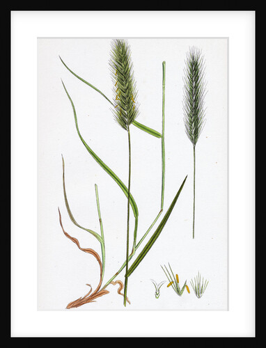 Hordeum Pratense Meadow Barley by Anonymous