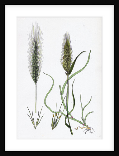 Hordeum Murinum Wall Barley by Anonymous
