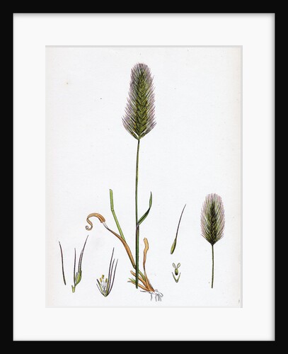 Hordeum Maritimum Sea Barley by Anonymous