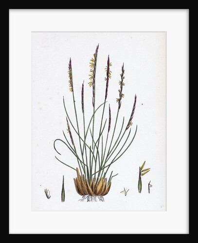 Nardus Stricta Mat-Grass by Anonymous