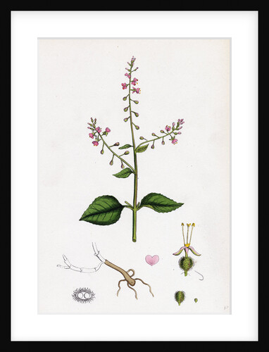 Circaea Lutetiana Common Enchanter's-Nightshade by Anonymous