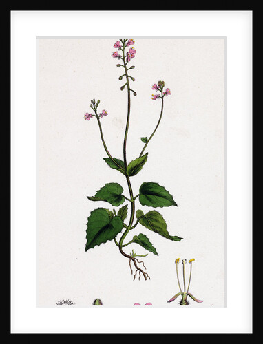 Circaea Alpina Alpine Enchanter's-Nightshade by Anonymous