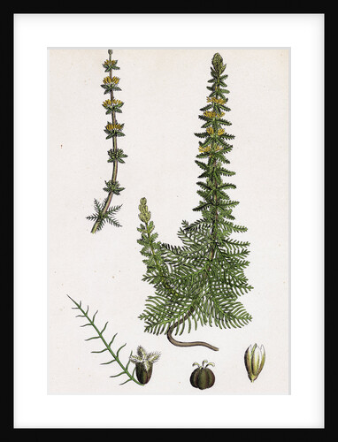 Myriophyllum Verticillatum Whorled Water-Milfoil by Anonymous