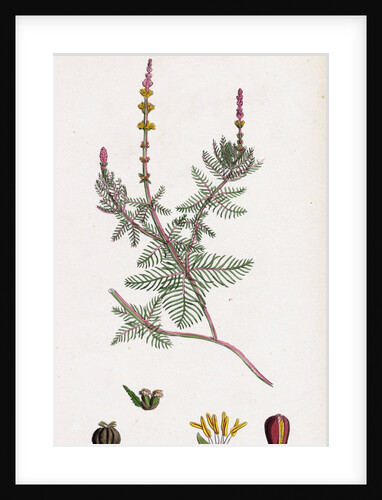 Myriophyllum Spicatum Spiked Water-Milfoil by Anonymous