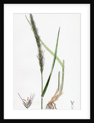 Triticum Caninum Wood Couch-Grass by Anonymous