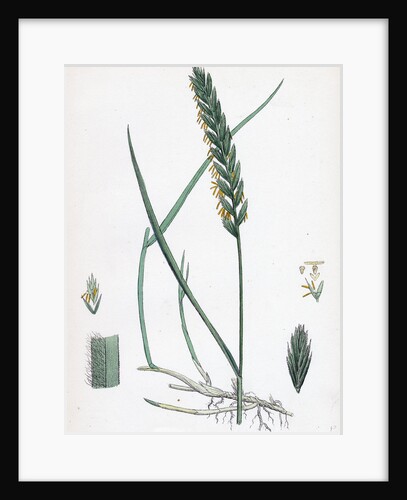 Triticum Eu-Repens Common Couch-Grass by Anonymous