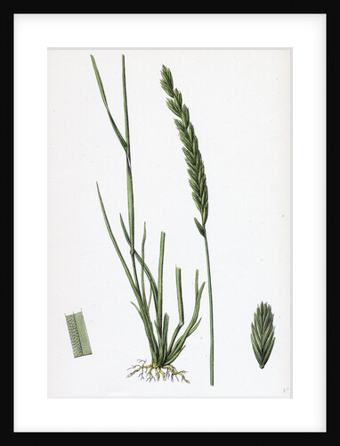 Triticum Pungens Erect Sea Couch-Grass by Anonymous