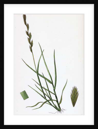 Triticum Acutum Decumbent Sea Couch-Grass by Anonymous