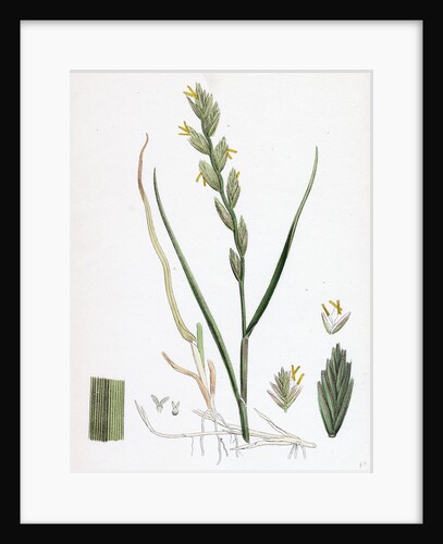 Triticum Junceum Sand Couch-Grass by Anonymous