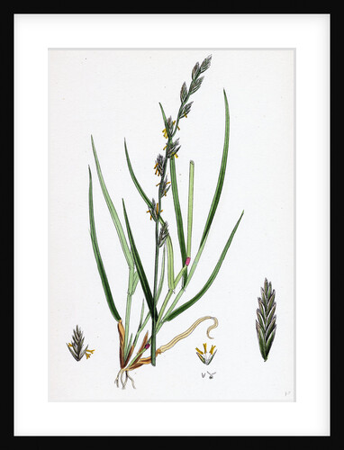 Lolium Eu-Perenne Common Rye-Grass by Anonymous