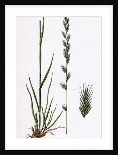 Lolium Italicum Italian Rye-Grass by Anonymous