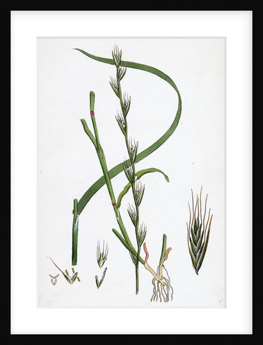 Lolium Temulentum Var. Genuinum Common Darnel Var. A. by Anonymous