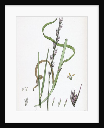 Lolium Temulentum Var. Arvense Common Darnel Var. B. by Anonymous