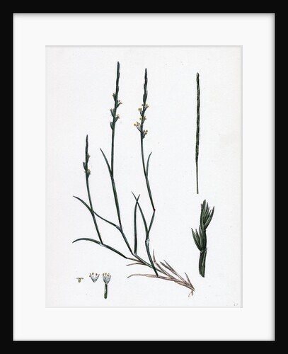 Lepturus Filiformis Sea Hard-Grass by Anonymous