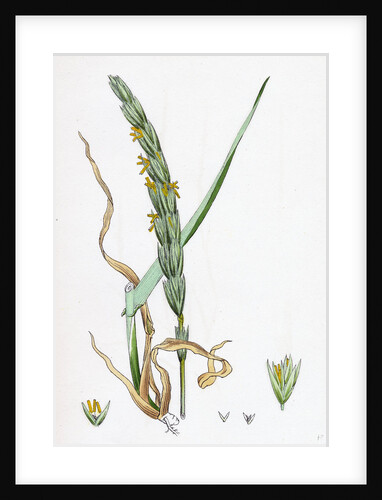 Elymus Arenarius Sand Lyme-Grass by Anonymous