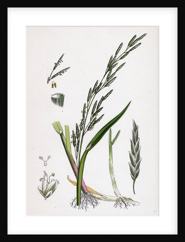 Glyceria Plicata Folded-Leaved Meadow-Grass by Anonymous