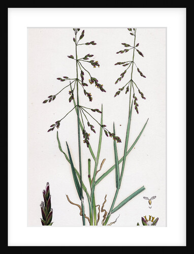 Sclerochloa Eu-Distans Reflexed Meadow-Grass by Anonymous