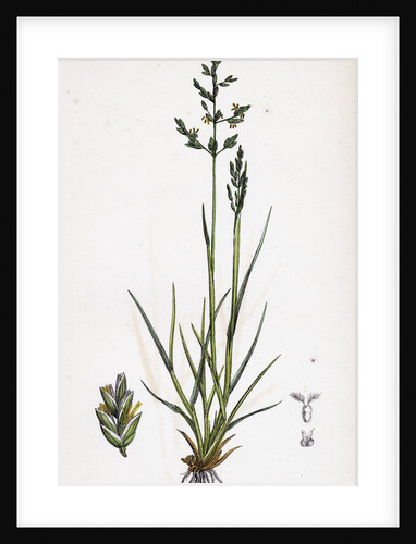 Sclerochloa Borreri Borrer's Meadow-Grass by Anonymous