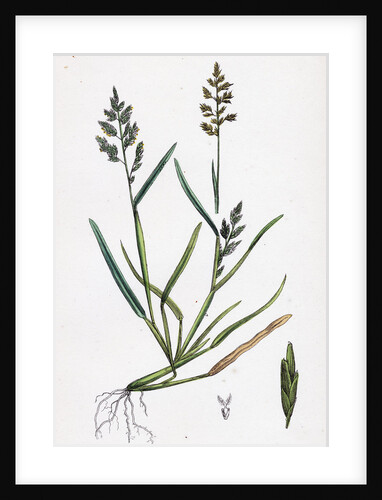 Sclerochloa Procumbens Procumbent Meadow-Grass by Anonymous