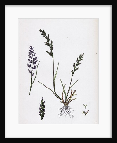 Sclerochloa Rigida Hard Meadow-Grass by Anonymous