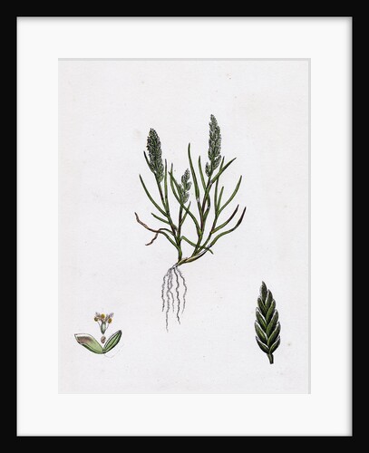 Sclerochloa Loliacea Dwarf Meadow-Grass by Anonymous