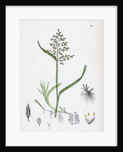 Poa Annua Annual Meadow-Grass by Anonymous