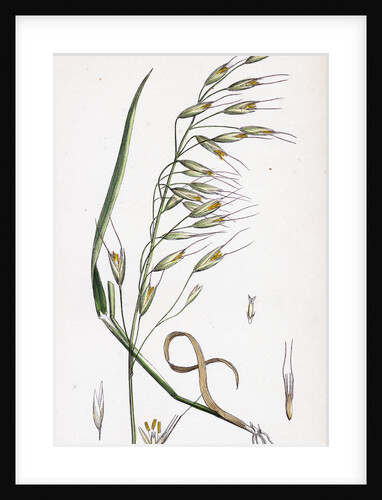 Avena Strigosa Black Oat by Anonymous